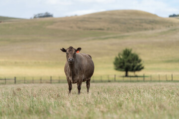 Sustainable Agriculture Practices: Enhancing Ecosystems, Livelihoods, and Resilience through Holistic, Carbon-neutral Approaches grazing cows and bulls on pasture