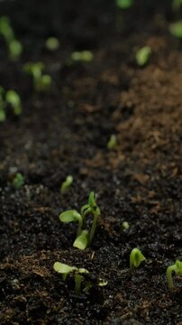 Growing seeds rising from soil vertical time lapse video.