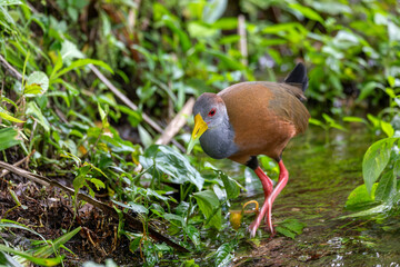 Grey-cowled wood rail or grey-necked wood rail (Aramides cajaneus),species of bird in the family Rallidae, the rails. La Fortuna, Volcano Arenal, Wildlife and birdwatching in Costa Rica.