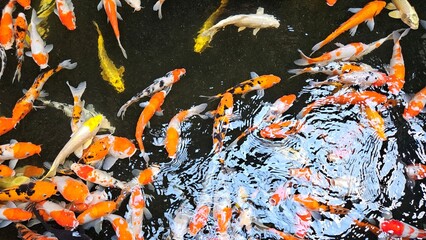 Close up of colorful Koi fishes or Japanese Koi carp swimming in the healthy lake. Koi open mouth...