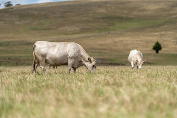Sustainable Agriculture Practices: Enhancing Ecosystems, Livelihoods, and Resilience through Holistic, Carbon-neutral Approaches grazing cows and bulls on pasture