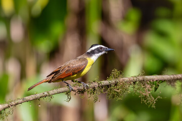 Great kiskadee (Pitangus sulphuratus), passerine bird in the tyrant flycatcher family Tyrannidae. La Fortuna Alajuela, Wildlife and birdwatching in Costa Rica.