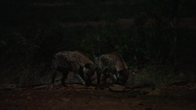Extreme wide shot of two Spotted Hyenas (Crocuta crocuta) pulling on a carcass in the savanna at night in kenya