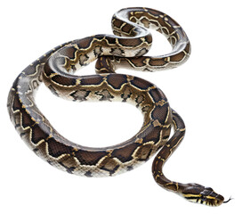 Obraz premium PNG Reptile animal snake poisonous.