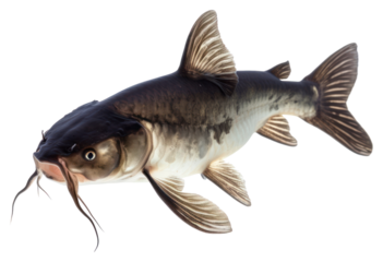 PNG Photo of catfish animal white background underwater.