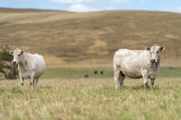 Australian wagyu cows grazing in a field on pasture. close up of a black angus cow eating grass in a paddock in springtime in australia and new zealand