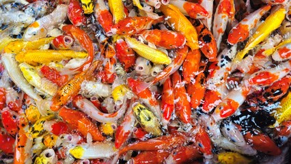 Top view of colorful koi fish or Japanese koi carp swimming in the lake. Koi fighting for food.