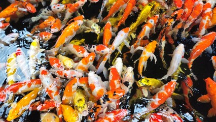 Top view of colorful koi fish or Japanese koi carp swimming in the lake. Koi fighting for food.
