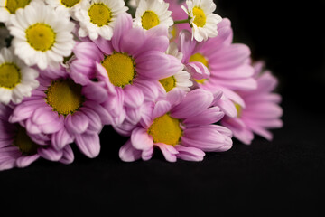 Chamomile and chrysanthemum on black background. Pink chrysanthemum. White chamomile