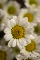 Obraz premium Chamomile macro. White chamomile. Macro. Close-up. Black background and wallpaper.