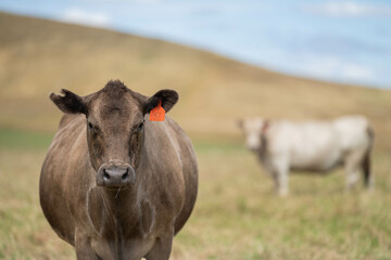 Beef cows and calves grazing on grass in a free range field, in Australia. eating hay and silage. breeds include murray grey, angus and wagyu