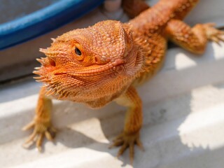A Closeup Orange Bearded Dragon Pet is Basking Outdoor and Looking Cute