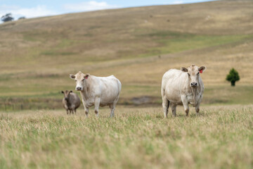 beautiful cattle in Australia  eating grass, grazing on pasture. Herd of cows free range beef being regenerative raised on an agricultural farm. Sustainable farming in australia