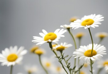 group fine set nature white chamomile three collection blossom flower yellow plant olated