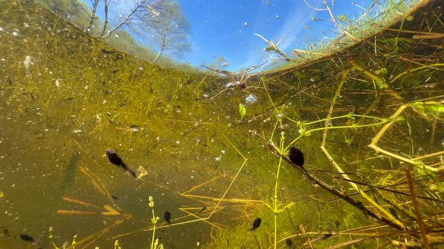 Hardly noticeable Water spider (Argyroneta aquatica), also known as diving bell spider, floating on the surface of the pond. Estonia.