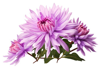 PNG Aster aster blossom flower.