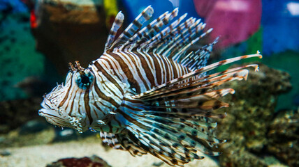 A close-up of the zebra lionfish, which comes from the Mediterranean sea and is dangerous in large aquariums.