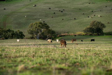 Sustainable Livestock Farming in Australia: Regenerative Practices for Cattle Grazing in Drought Resilient Pastures