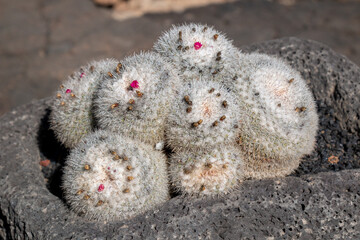 Cactus in the Cactus Garden, Lanzarote, Spain