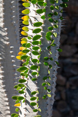 Cactus in the Cactus Garden, Lanzarote, Spain
