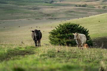 Beef cows and calves grazing on grass in a free range field, in Australia. eating hay and silage. breeds include murray grey, angus and wagyu
