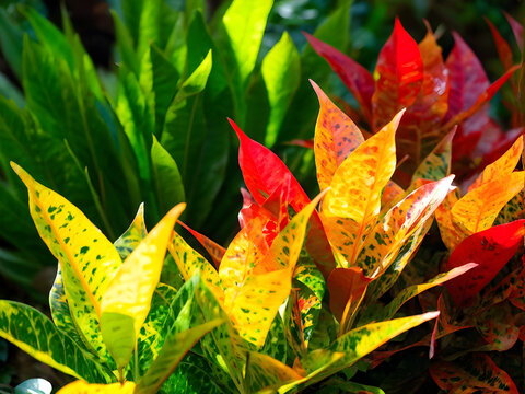 Codiaeum variegatum or Garden croton is a popular garden ornamental plant in the form of shrubs with very varied leaf shapes and colors.
