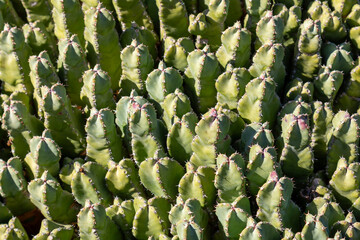 Fototapeta premium Cactus in the Cactus Garden, Lanzarote, Spain