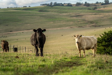 Sustainable Livestock Farming in Australia: Regenerative Practices for Cattle Grazing in Drought Resilient Pastures