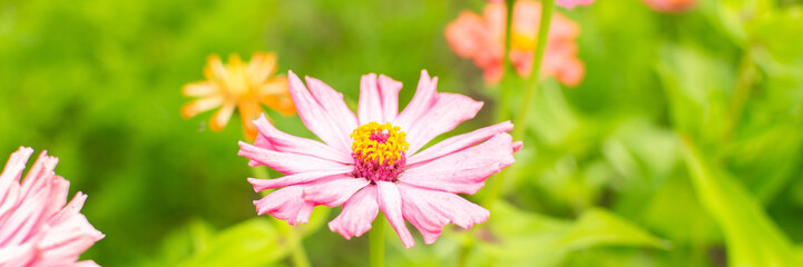 Colorful zinnia flowers in the garden, summer garden with flowers