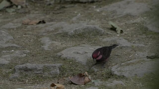 dark-breasted rosefinch bird in Nepal