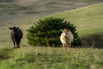 Beef cows and calves grazing on grass on a beef cattle farm in  Australia. breeds include murray grey, angus and wagyu. sustainable agriculture practice storing carbon in australia