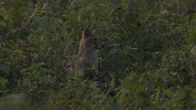 The golden jackal (Canis aureus), also called common jackal, is a wolf-like canid that is native to Eurasia.