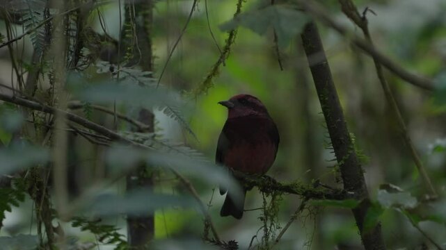 dark-breasted rosefinch bird in Nepal