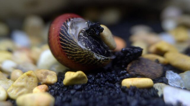 An upside-down Nerite snail is nibbled by a tiger barb fish.