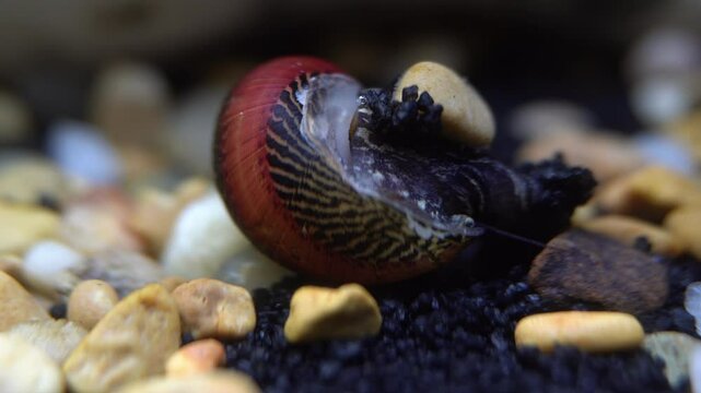 A tiger barb fish nibbles at an upside down batik nerite snail.