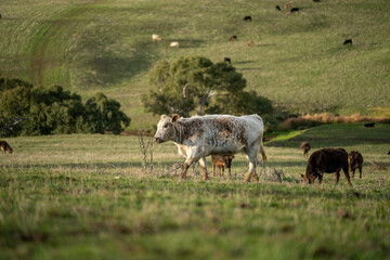 Cows in a field on a farm in spring on green field