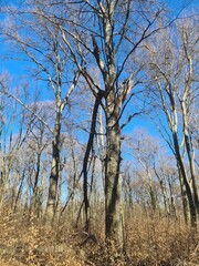 dry leafless tree forest in Berlin Treptow/Köpenick