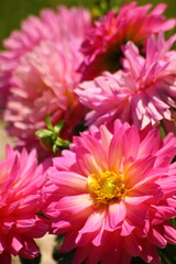 pink chrysanthemum flowers