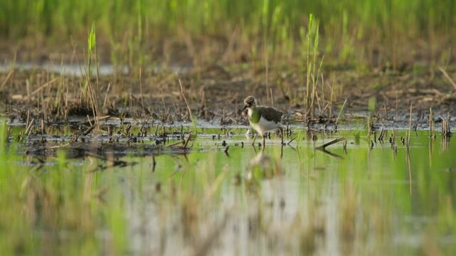 Northern lapwing bird on the ground feeding around the swamp, low angle close up