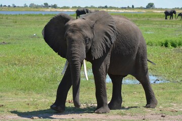 Obraz premium チョベ国立公園のアフリカゾウ