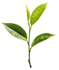 PNG Photo of green tea leaf plant white background freshness.