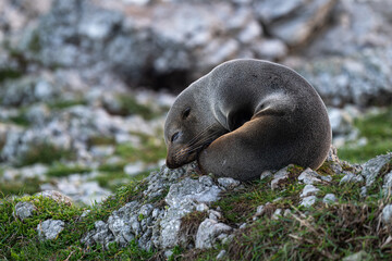 Fototapeta premium adorable baby seal on the beach, kaikoura, new zealand
