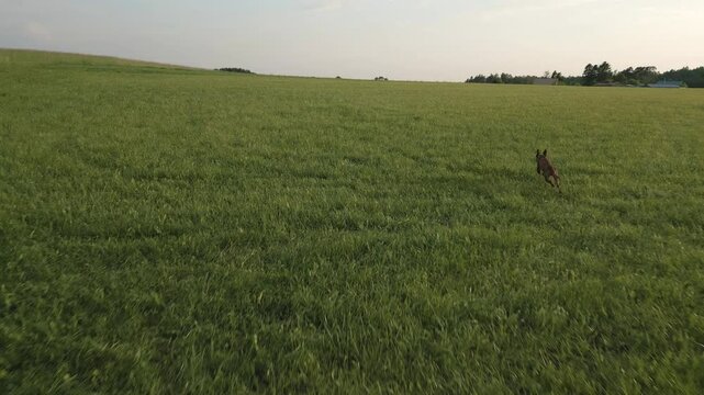 Hungarian braco dog running  after a ball in a field
