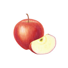 Realistic whole and slice red apple on isolated background. Beautiful juicy ripe fruit. Sweet organic healthy food. Hand drawn watercolor botanical illustration. For design, cards, packaging, labels
