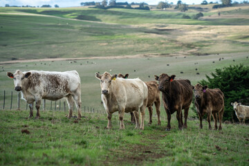 Obraz premium Australian wagyu cows grazing in a field on pasture. close up of a black angus cow eating grass in a paddock in springtime in australia and new zealand