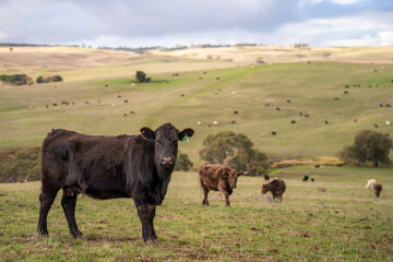 Stud Beef bulls and cows grazing on grass in a field, in Australia. breeds include speckle park, murray grey, angus, brangus and wagyu. beautiful farming landscape