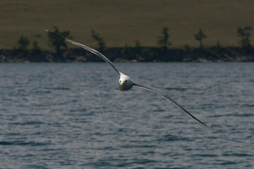 A seagull, with its wings spread wide, soars over Lake Baikal, Irkutsk region, Russia. High quality photo