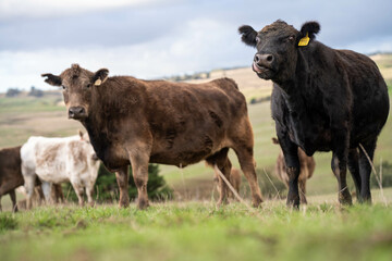 Fototapeta premium Australian wagyu cows grazing in a field on pasture. close up of a black angus cow eating grass in a paddock in springtime in australia and new zealand