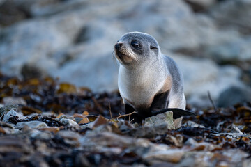 adorable baby seal on the beach, kaikoura, new zealand