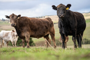 Sustainable Agriculture Practices: Enhancing Ecosystems, Livelihoods, and Resilience through Holistic, Carbon-neutral Approaches grazing cows and bulls on pasture